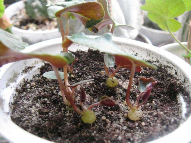 Как вырастить цикламен из семян в домашних условиях - полный гайд с пошаговыми инструкциями