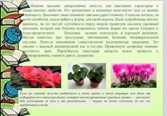 Цикламен - цветок, обладающий множеством полезных свойств, которые можно использовать в медицине, косметологии и домашнем уходе
