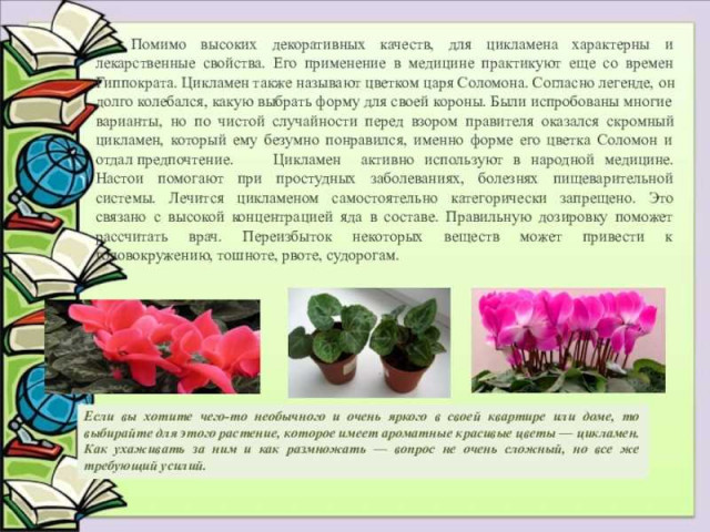 Цикламен - цветок, обладающий множеством полезных свойств, которые можно использовать в медицине, косметологии и домашнем уходе
