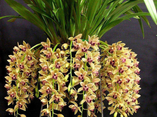 Цимбидиум - как правильно ухаживать за этим популярным орхидеей в домашних условиях
