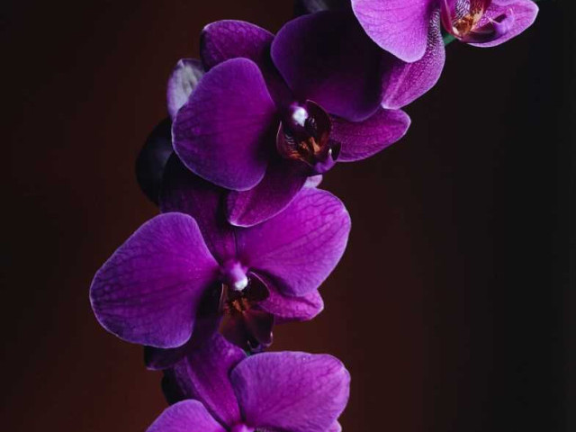 Цвет темной орхидеи - загадочная прелесть, воплощение элегантности и изысканности