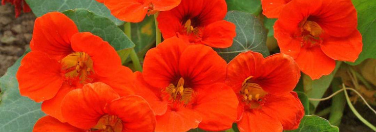 Все, что нужно знать о низкорослых цветах настурция - сорта, особенности выращивания и ухода