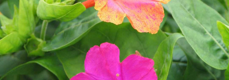 Красочные и нежные цветы зорька на фото - дивное сочетание цветов и оттенков природы