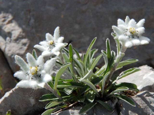 Покори горные вершины красотой - фотографии и особенности эдельвейса – самого редкого и волшебного цветка