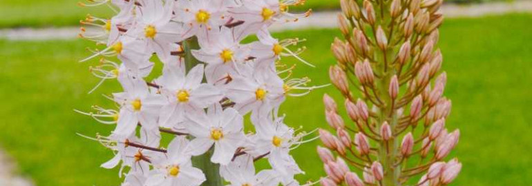Эремурус - красивый и необычный цветок на фото