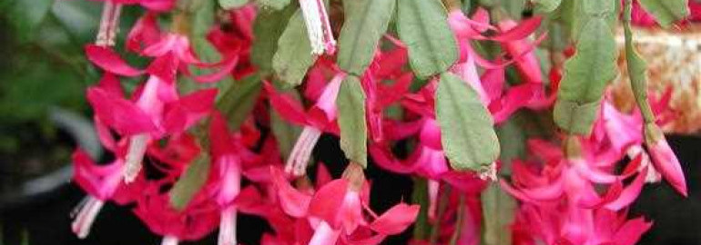 Цветок гусиные лапки - красивое и популярное комнатное растение для украшения интерьера ваших помещений