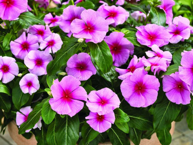 Фото катарантуса - прекрасное дополнение для вашего цветочного сада - узнайте все о популярном цветке и посмотрите лучшие фотографии