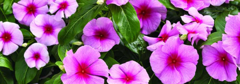 Фото катарантуса - прекрасное дополнение для вашего цветочного сада - узнайте все о популярном цветке и посмотрите лучшие фотографии