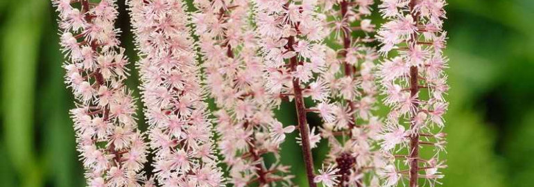 Клопогон - фото, виды и особенности популярного декоративного цветка для дома и сада