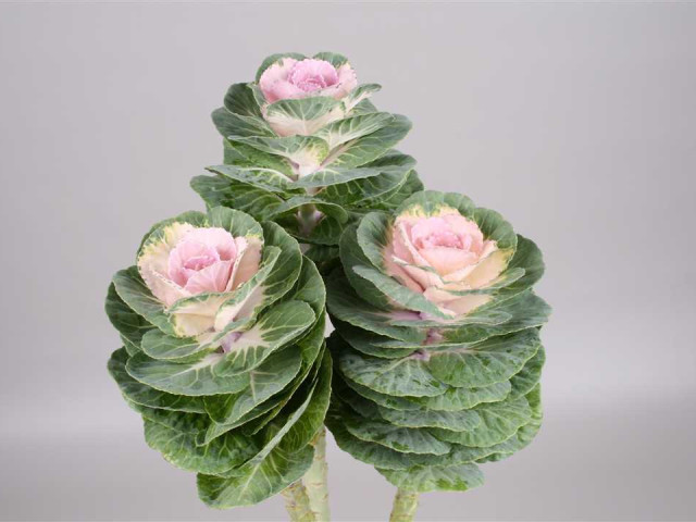 Редкая и необычная растение - цветок, который внешне напоминает капусту