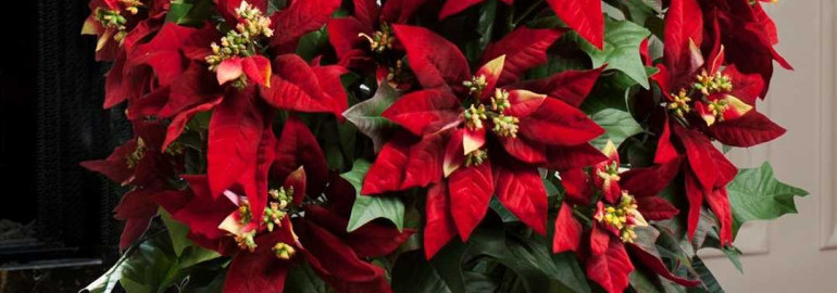 Цветок рождественская звезда - прекрасное растение для праздничного настроения