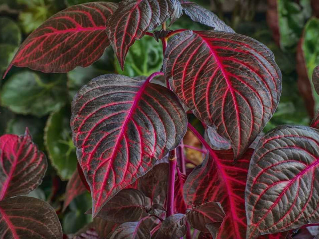 Оригинальный сорт растения - цветок со светоносными красными листьями