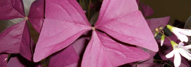 Узнайте об уникальном цветке с треугольными фиолетовыми листьями, который завораживает своей красотой!