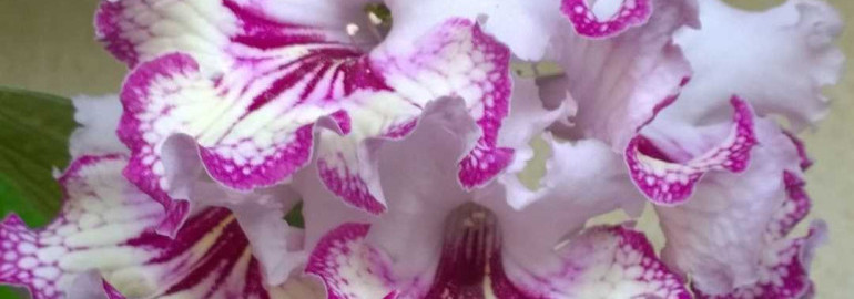 Стрептокарпус - прекрасное фото цветка этого растения и его удивительные особенности