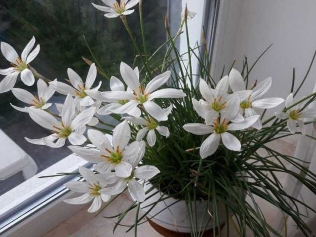 Цветок выскочка - яркие фото коллекции этого уникального растения
