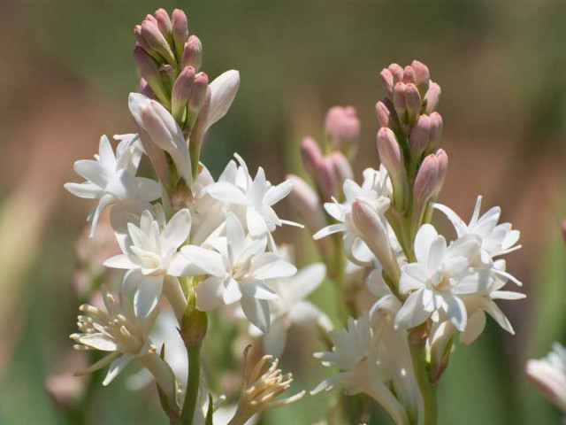 Тубероза - фото, описание и особенности выращивания этого пышного и ароматного цветка
