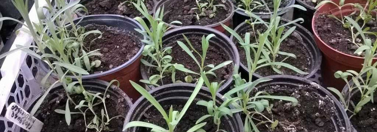 Турецкая гвоздика - как вырастить из семян и определить лучшее время для посадки