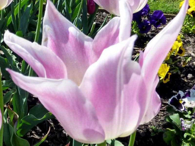 Тюльпан — баллада природы и вдохновения - фотогалерея, история сорта, полезные советы по выращиванию