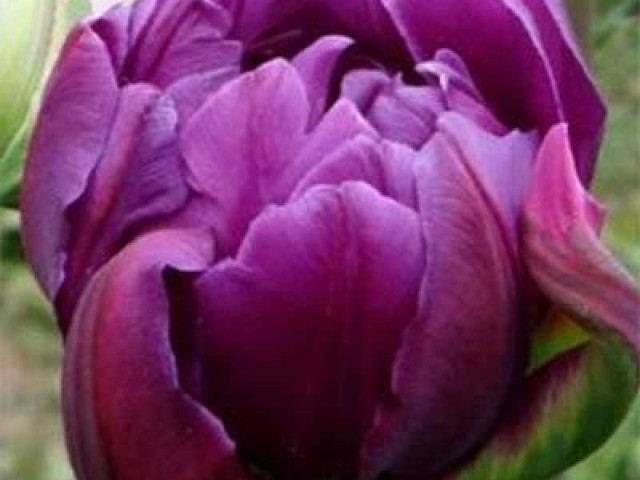 Тюльпан негрита дабл - красота и оригинальность в садовом дизайне