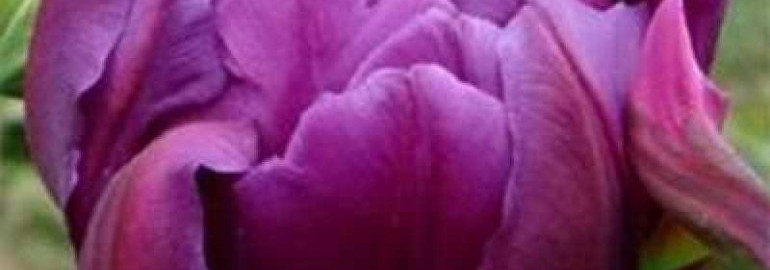 Тюльпан негрита дабл - красота и оригинальность в садовом дизайне