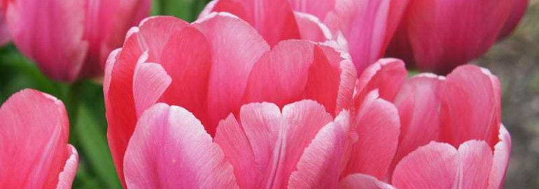 Тюльпан пинк импрешн - нежное чудо природы, олицетворение весны и красоты
