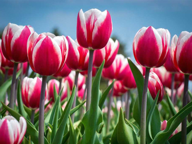 Узнайте все о красивых и ярких тюльпанах - символе любви и весны
