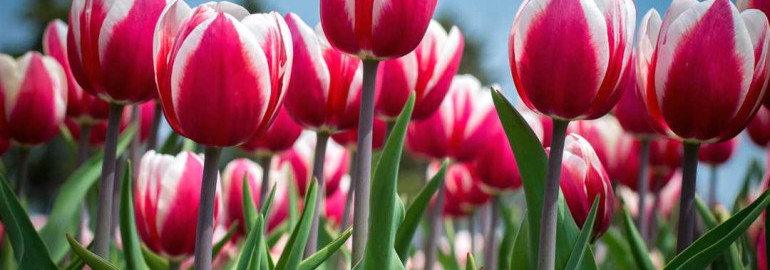Узнайте все о красивых и ярких тюльпанах - символе любви и весны
