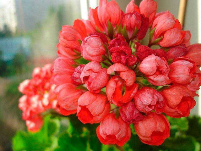Тюльпановидная герань - фото, описание, разнообразие цветка и основные требования к уходу