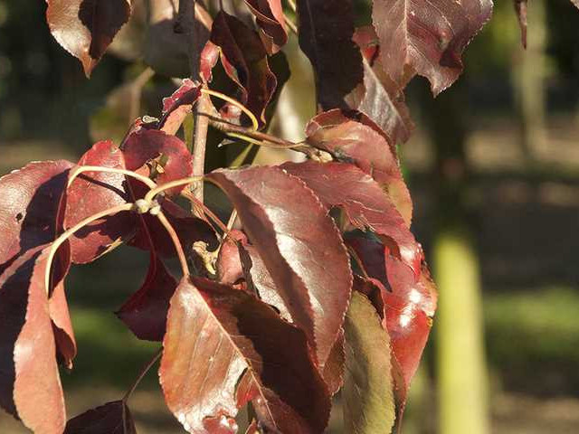 Почему у груши покраснели листья и как это исправить?
