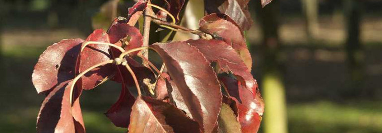 Почему у груши покраснели листья и как это исправить?