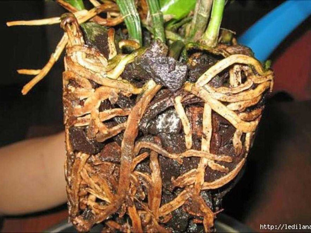 Что делать, когда корни орхидеи начинают гнить - эффективные методы лечения и спасения