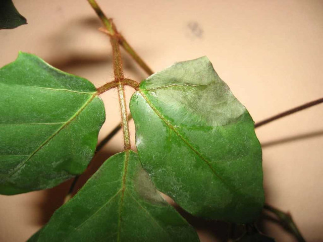 Что делать, если листья плюща начали сохнуть - причины и способы спасения растения