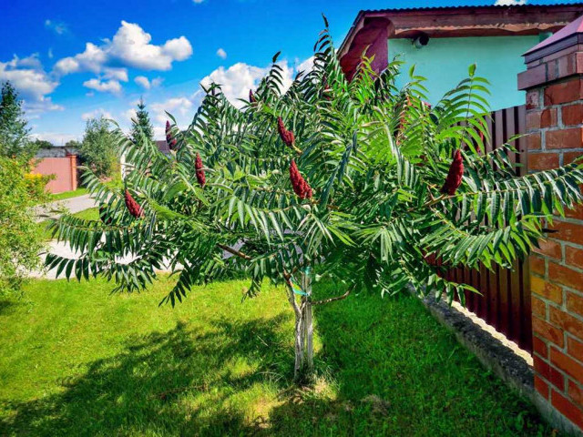 Уксусное дерево - фото и подробное описание этого растения, его особенности и полезные свойства
