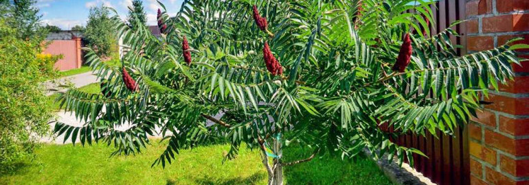 Уксусное дерево - фото и подробное описание этого растения, его особенности и полезные свойства