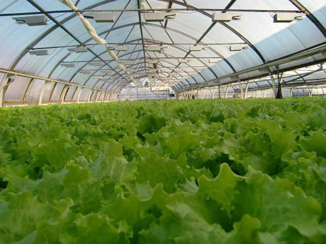 Как повысить урожайность салата в теплицах до максимальных показателей на квадратный метр