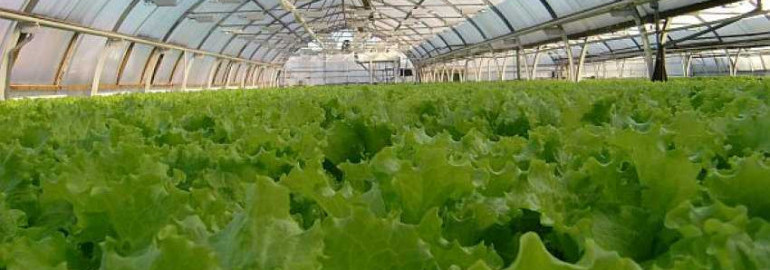 Как повысить урожайность салата в теплицах до максимальных показателей на квадратный метр