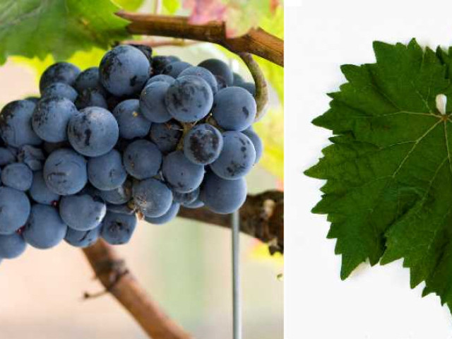 Устойчивые сорта винограда к болезням и морозам - как защитить урожай и сохранить качество вина