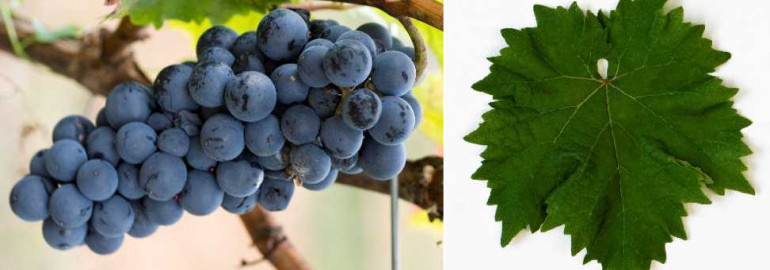 Устойчивые сорта винограда к болезням и морозам - как защитить урожай и сохранить качество вина