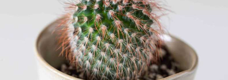 Как правильно ухаживать за кактусом зимой - секреты здоровья и красоты растения в холодное время года