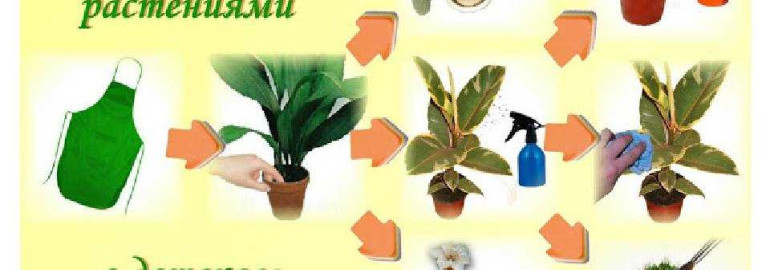 Как правильно ухаживать за комнатными растениями - секреты здорового роста и красивого цветения