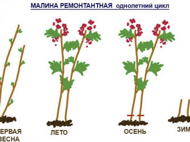 Профессиональные рекомендации - как правильно ухаживать за малиной осенью безопасно для растений и полезно для получения богатого урожая в следующем сезоне