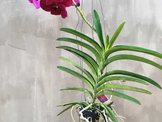 Секреты ухода за орхидеей ванда в домашних условиях - подробная инструкция и советы от опытных дачников