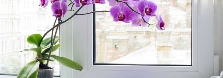Уход за орхидеями зимой - как поддерживать комфортные условия и предотвратить заболевания