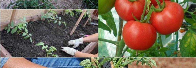 Удачные советы по уходу за помидорами без особых усилий и затрат, которые помогут вам получить обильный урожай в саду