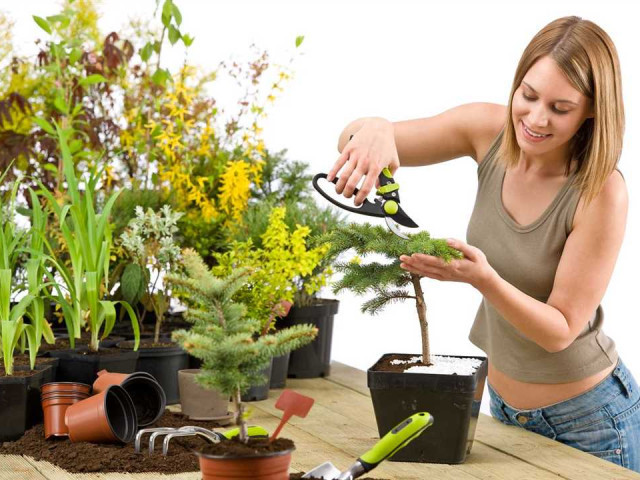Эффективные и простые способы ухода за растениями в домашних условиях