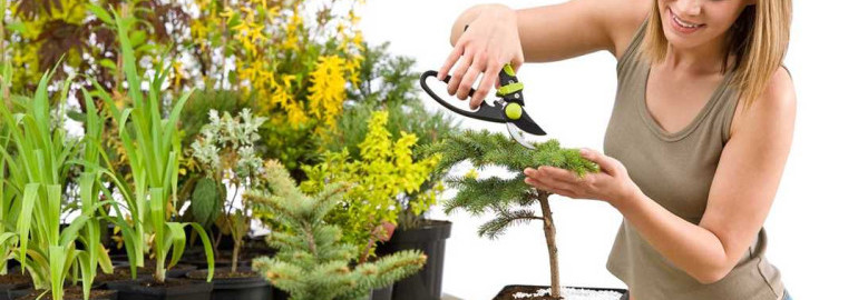 Эффективные и простые способы ухода за растениями в домашних условиях