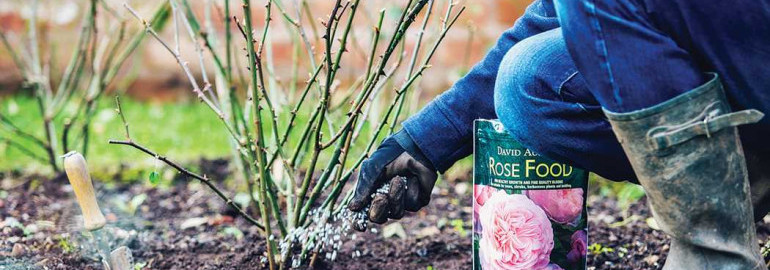 Полезные советы по уходу за розами весной - как правильно подготовить их к новому сезону