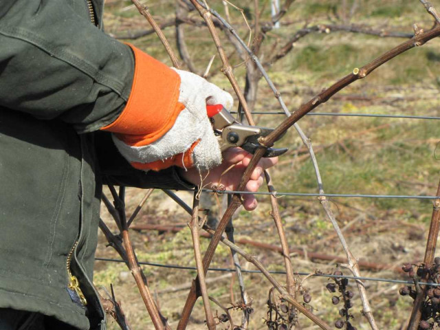 Осенняя обрезка винограда - лучшие способы ухода за виноградом впереди долгой зимы