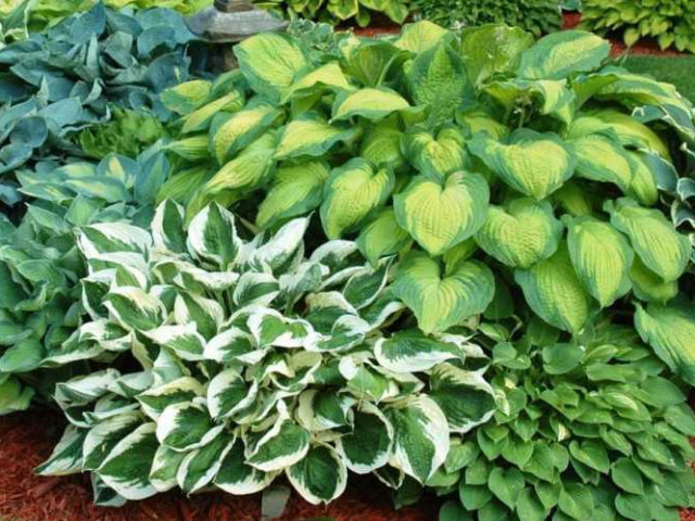 Как правильно заботиться о хосте - секреты профессионального ухода, советы от опытных садоводов и лучшие препараты для здоровья растений