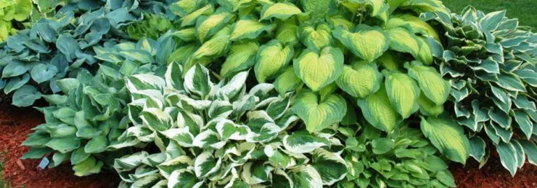 Как правильно заботиться о хосте - секреты профессионального ухода, советы от опытных садоводов и лучшие препараты для здоровья растений